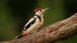 Female great spotted woodpecker on tree stump