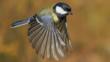A great tit in the snow