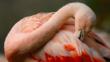 Flamingo grooming pink wing feathers