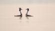 Courting pair of great crested grebes on a lake