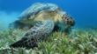 Green sea turtle feeding on sea weed in a meadow
