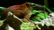 Grey-faced sengi amongst leaf litter on rainforest floor