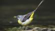 Grey wagtail collecting food for nestlings at the edge of a stream