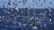 A flock of sooty shearwaters and black-legged kittiwakes feeding from the sea