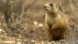 Gunnison's prairie dog