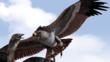 Haast's eagle preying on a giant moa