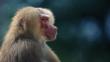 Hamadryas baboon portrait