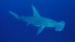 Portrait of a great hammerhead shark