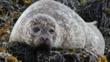 Common seal rests on the beach 