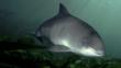 Harbour porpoise in the Irish sea