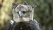 Harpy eagle looking towards camera