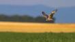 Montagu's harrier in flight over field