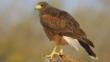 Harris hawk on a log