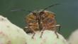 Clown stink bug sucking from kobus magnolia fruit