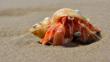 Hermit crab peering from a mollusc shell