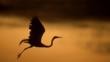 Silhouette of a great egret in flight