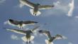 Looking up at herring gulls in flight