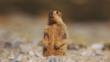 Himalayan marmot sitting on hind legs