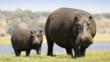 Hippopotamus standing with a calf next to water