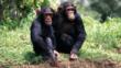 Two chimpanzees sitting together