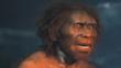 Model of a male Homo erectus, an early type of human