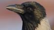 A hooded crow in winter