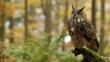 Owl perched on a branch in woodland