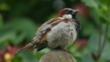 House sparrow on a branch