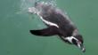 Humboldt penguin diving underwater