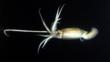 Humboldt squid at night