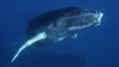 Curious humpback whale calf