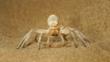 Dancing white lady spider 'dancing' in defensive threat display on sand dune