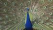 A male peafowl (a peacock) displaying his tail feathers