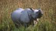 An Indian rhinoceros