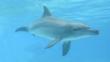 Indo-Pacific bottlenose dolphin in waters off South Africa 