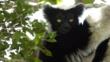 Indri in a tree