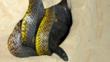 Inland taipan in sandy burrow