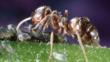 Negro ant tending aphids