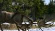 Irish elk with antlers lowered in a snowy woodland