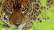 Close-up of jaguar looking into camera