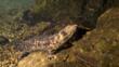 A Japanese giant salamander climbing an underwater rock