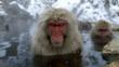 Female Japanese macaques sit in a hot spring to keep warm