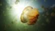 Jellyfish backlit by rays of bright sunlight