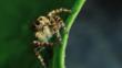 A jumping spider on a leaf