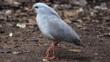 Kagu walking on forest floor