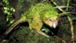 A kakapo in the forest