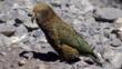 A young kea on the ground