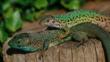 A couple of Eastern green lizards 