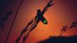 A female Glow Worm beetle glowing at sunset to attract a mate