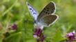 Large blue butterfly feeding on wild thyme flowers